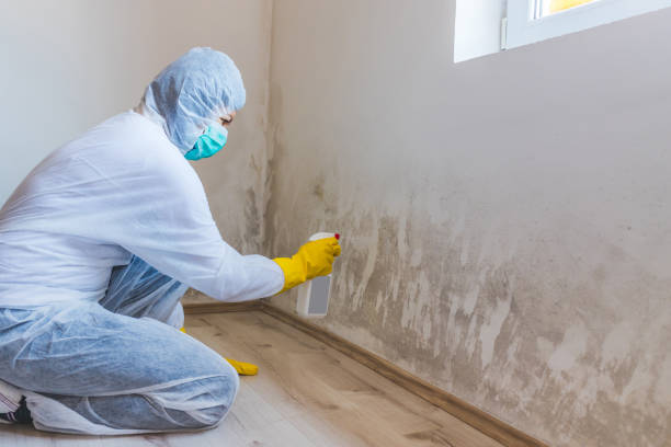 Licensed Mold Removal service in Erwinna, PA - Car Mold Remediation