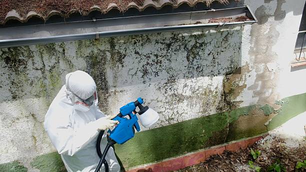 Top rated local Mold Removal specialists in Erwinna, PA